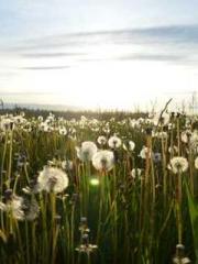 The Beloved Physicia