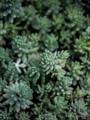 I Picked Up a Cultiv