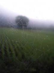 Double Blessing: CEO