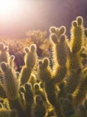 lt;Jingyuan Rong Sha