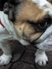 Cold-hearted Inkapos